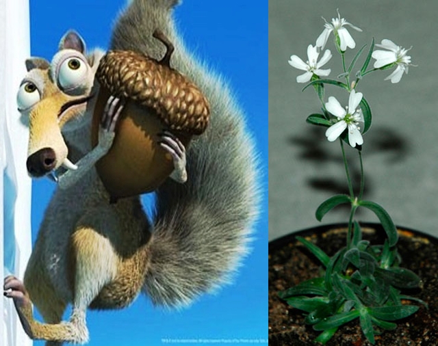 Το παλαιότερο φυτό στον κόσμο, φύτρωσε ξανά μετά από 32 χιλιάδες χρόνια! Ένας σκίουρος είχε θάψει τον καρπό του από την “εποχή των παγετώνων”, όπως και στην ταινία