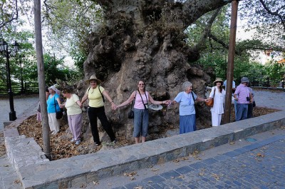 Σε ποιο μέρος της Ελλάδας βρίσκεται ο καταπληκτικός πλάτανος ηλικίας 2.400 ετών, που έχει περίμετρο 24 μέτρα και είναι από τους μεγαλύτερους στον κόσμο