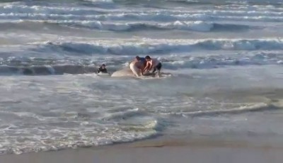 Η συγκινητική προσπάθεια διάσωσης μιας ραμφοφάλαινας σε παραλία της Κέρκυρας. Οι ζιφιοί θύματα των σόναρ των πολεμικών πλοίων;