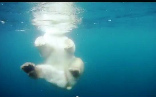 Η απελπισμένη προσπάθεια μιας πολικής αρκούδας να βρει πάγο για να κυνηγήσει (βίντεο)