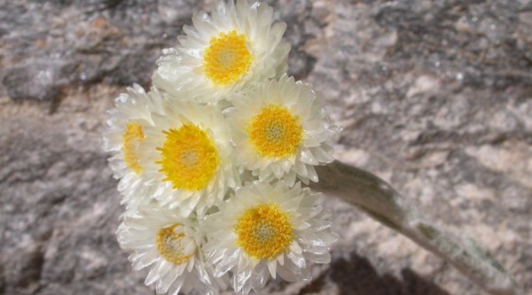 Helichrysum amorginum. Ενα από τα πιο εντυπωσιακά ενδημικά φυτά της ελληνικής χλωρίδας που απαντά μόνο στην Αμοργό. 