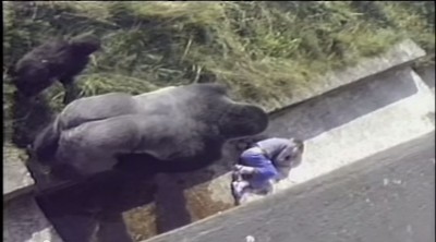 Το συγκλονιστικό βίντεο όπου ένας γορίλας προστάτεψε ένα 5χρονο αγοράκι, όταν έπεσε στον “χώρο” του από ένα τοίχο ύψους 3,5 μέτρων σε ζωολογικό κήπο της Αγγλίας
