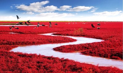 Η μαγευτική “Κόκκινη Παραλία”, που σχηματίζεται από σπάνια φύκια. Το φαινόμενο που συμβαίνει μια φορά τον χρόνο στην περιοχή που φιλοξενεί 260 είδη πουλιών και 399 είδη ζώων