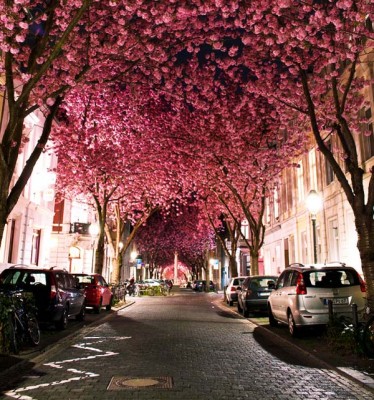 Ο «ανθισμένος δρόμος» της Βόννης. Οι κερασιές που φυτεύτηκαν πριν από 30 χρόνια για να βελτιώσουν την ατμόσφαιρα της πόλης, αποτελούν σήμερα ένα μοναδικό αξιοθέατο