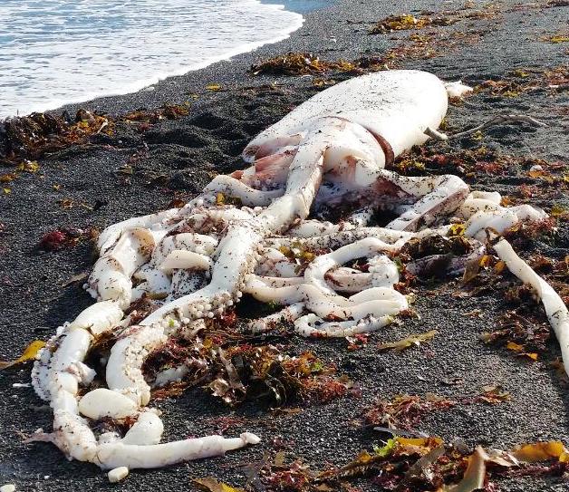 Εντυπωσιακό καλαμάρι- γίγας ξεβράστηκε σε ακτή της Νέας Ζηλανδίας. Το μετακίνησαν σε ενυδρείο για να το μελετήσουν. (φωτογραφίες)