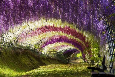 Το αναρριχώμενα μωβ φυτά που δημιουργούν παραμυθένια τούνελ λουλουδιών. Οι “κρεμαστοί κήποι” που μετρούν πάνω από 100 χρόνια ζωής