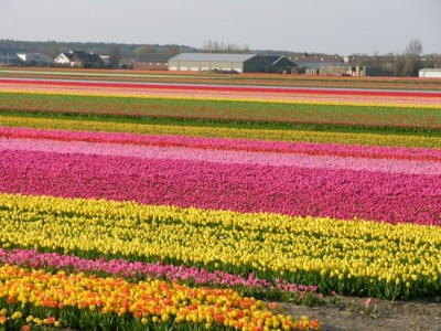 tulip-field_8