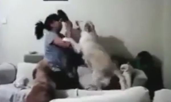 Η μητέρα μαλώνει το παιδί και ο σκύλος μπαίνει ανάμεσά τους για να το προστατέψει. Παρά την επιμονή  της μάνας να δείρει το παιδί, ο σκύλος δεν υποχωρεί. Ένας ευαίσθητος και τρυφερός φύλακας (βίντεο)