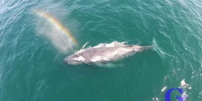 Η φάλαινα που δημιουργεί με τον φυσητήρα της εντυπωσιακά ουράνια τόξα. Ζει ανάμεσά μας και είναι υπέροχη (βίντεο)
