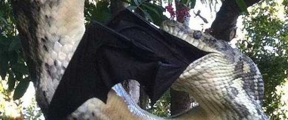 Αυστραλία: Γιγάντιος πύθωνας καταβροχθίζει μία μαύρη νυχτερίδα