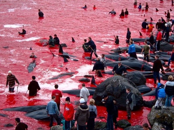 Η ανελέητη σφαγή φαλαινών. Σοκαριστικές εικόνες από μια παράδοση, που διαρκεί τέσσερις αιώνες. Η οργή των οικολογικών οργανώσεων και η κρατική στήριξη
