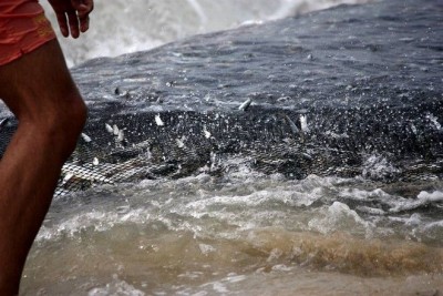 Ψάρι χτυπάει με την ουρά του τον ψαρά στην στεριά και τον αφήνει αναίσθητο και αιμόφυρτο (βίντεο)