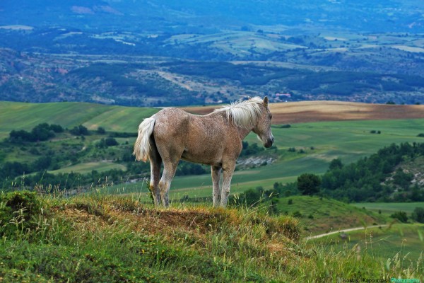 Horse_ Kapourgas Kostas 2