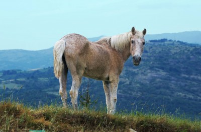 “Ξέρεις πόσες φορές με έχει κουβαλήσει στην πλάτη της; Τώρα έφτασε ο καιρός να τη φροντίσω εγώ”. Η συγκινητική σχέση ενός βοσκού με την πανέμορφη φοράδα του που κουτσάθηκε, αλλά δεν την εγκατέλειψε