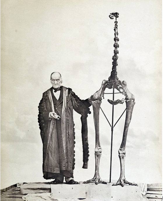 Ο Sir Richard Owen δίπλα στο στημένο σκελετό Μόα, κρατώντας το πρώτο οστό του είδους που βρέθηκε 