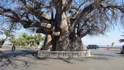 Το αφρικανικό δέντρο ηλικίας 4.500 ετών που έγινε φυλακή, μαγαζί και στάση λεωφορείου. Τα αιωνόβια δέντρα έχουν ύψος έως 30 μέτρα, αποθηκεύουν χιλιάδες λίτρα νερού και γίνονται καταφύγια
