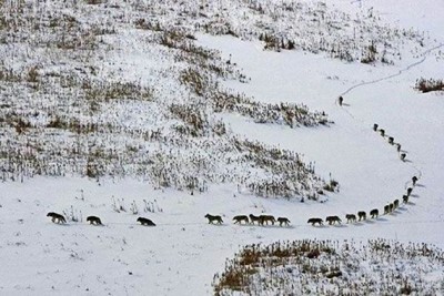 Γιατί η φωτογραφία με τους λύκους που διαδόθηκε στο διαδίκτυο έχει άλλη εξήγηση. “Δεν προπορεύονται οι ευάλωτοι, αλλά το κυρίαρχο ζευγάρι”, απαντά η “Καλλιστώ”. Στην Ελλάδα δεν συναντάμε αγέλη πάνω από 10 λύκους