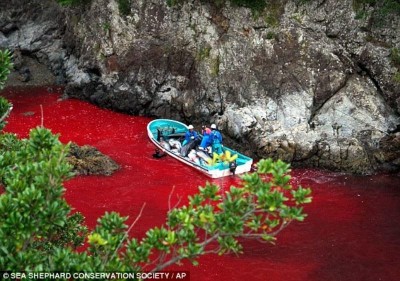 Η θάλασσα βάφτηκε κόκκινη. Ο αποτρόπαιη δολοφονία των φαλαινών στην Ιαπωνία. Κυνηγοί- ψαράδες τις εγκλωβίζουν και αφού τις τραυματίζουν, τις αφήνουν να πνιγούν μέσα στο ίδιο τους το αίμα (φωτο & βίντεο)