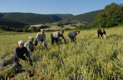 Η ρίγανη στην αρχαία Ελλάδα ήταν θεραπευτική και σύμβολο χαράς. Γιατί σήμερα δεν επιτρέπεται ελεύθερα η συλλογή της και χρειάζεται να αποδείξεις ότι προορίζεται για προσωπική χρήση