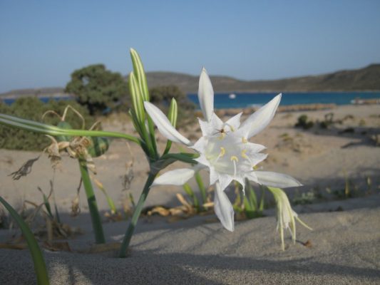 Το γνωστό κρινάκι της θάλασσας. αποδεικνύει την μοναδικότητα του Αιγαίου με αμετάβλητες οικολογικές συνθήκες από τη Μεσολιθική εποχή μέχρι σήμερα.