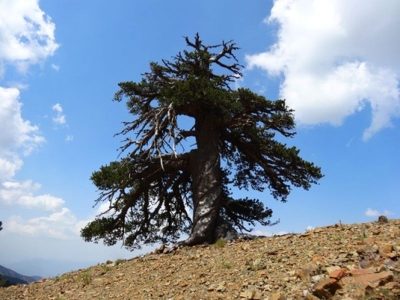 Το γηραιότερο δέντρο της Ευρώπης βρέθηκε στην Πίνδο και ήταν ήδη 500 ετών όταν έπεσε η Κωνσταντινούπολη. Πρόκειται για ένα είδος πεύκου που λέγεται ρόμπολο και οι επιστήμονες δεν αποκαλύπτουν τη θέση του για να το προστατεύσουν