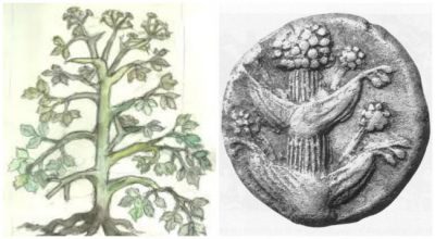 Το δημοφιλές φυτό της αρχαιότητας που εξαφανίστηκε. Ο Ιπποκράτης το χρησιμοποιούσε ως φάρμακο και ο Καίσαρας ως τεράστια πηγή εσόδων. Οι Ρωμαίοι το αντάλλαζαν με ασήμι. Πώς εξαφανίσθηκε το “θαυματουργό” σύλφιο