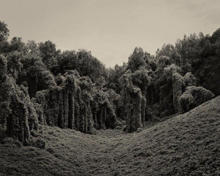 kudzu-930x7441-700x560