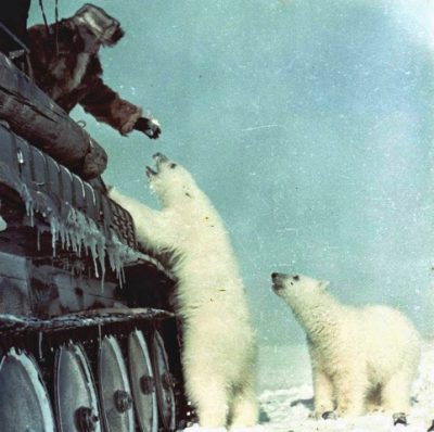 Οι σοβιετικοί στρατιώτες ταΐζουν με κονσέρβες και γάλα, πολικές αρκούδες και εκείνες το δίνουν στα μικρά τους! Η ΕΣΣΔ ήταν και η πρώτη χώρα που απαγόρευσε το κυνήγι της αρκούδας