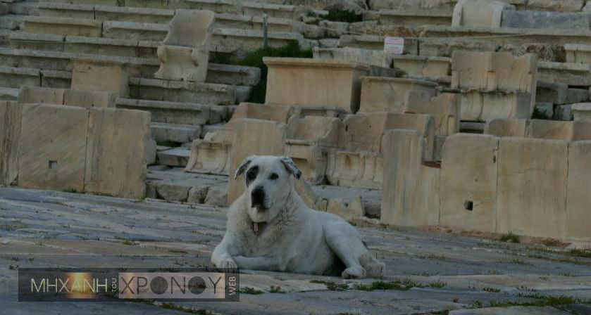 Ποια ονόματα έδιναν στα σκυλιά τους οι αρχαίοι Έλληνες. Από τον “Άργο” του Οδυσσέα στην “Ορμή” του Ξενοφώντα