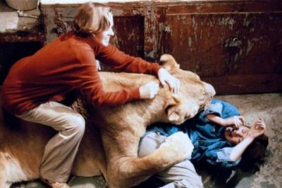“Roar”. Η πιο αιματηρή ταινία στην ιστορία του κινηματογράφου. Γυρίστηκε σε ράντσο με άγρια ζώα που έκαναν περισσότερες από 70 επιθέσεις στους συντελεστές
