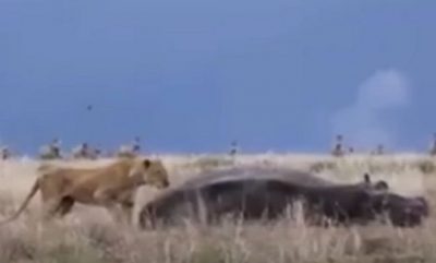 Επική μάχη ανάμεσα σε λιοντάρι και ιπποπόταμο με απρόσμενο αποτέλεσμα