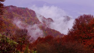 Το μαγευτικό δάσος στη Ροδόπη, με καταρράκτες και άγρια ζώα. Εντυπωσιακές φωτογραφίες από το μοναδικό παρθένο δάσος της χώρας, όπου ζουν 32 είδη θηλαστικών και κανένας άνθρωπος