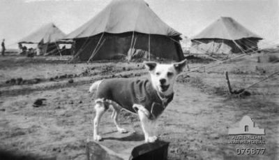 Το αδέσποτο σκυλί που πολέμησε στην μάχη της Κρήτης με τους Αυστραλούς και έγινε ήρωας του Β Παγκοσμίου. Προήχθη σε δεκανέα, αλλά μετά τον πόλεμο είχε άδοξο τέλος