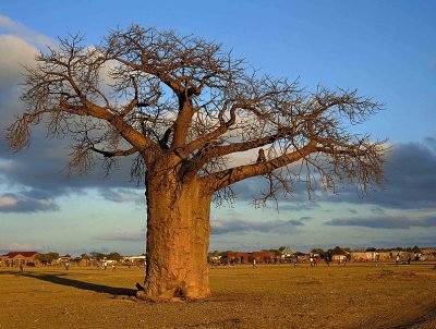 Πεθαίνουν τα πανύψηλα μπαομπάμπ, τα αρχαιότερα δέντρα της Αφρικής. Η σχέση με την κλιματική αλλαγή