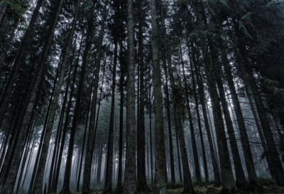 Το «δάσος των αυτοκτονιών» όπου εκατοντάδες άνθρωποι βάζουν τέλος στη ζωή τους. Κρέμονται από τα δένδρα και τους βρίσκουν οι δασοφύλακες και οι επισκέπτες