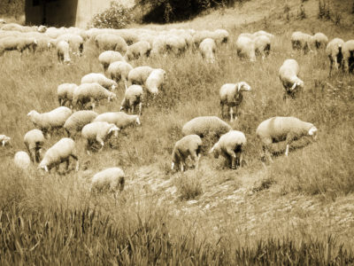 Όταν στο Χίλτον, γύρω από την Ακρόπολη και στο Κολωνάκι τα πρόβατα κατέστρεφαν τις σοδειές! Οι κτηματίες τα σκότωσαν με όπλα και φόλες και έγινε σύρραξη