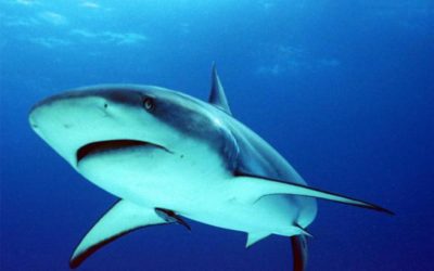 Υπάρχουν καρχαρίες στις ελληνικές θάλασσες; Πως να τους ξεχωρίσετε και πόσο επικίνδυνοι είναι. Δείτε βίντεο με καταγραφές λουομένων