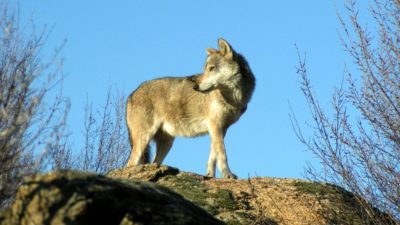 Θορυβημένοι οι κτηνοτρόφοι στα Άγραφα. Λύκοι αφανίζουν τα κοπάδια τους. Τι αποφάσισε ο Δήμος