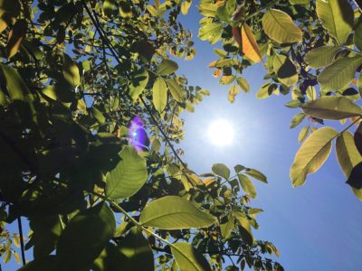 Ρεκόρ για την υψηλότερη θερμοκρασία του πλανήτη στα χρονικά. Φόβοι για την κλιματική αλλαγή. Τι λένε οι ειδικοί