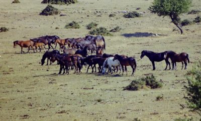 Η “άγρια δύση” της Αιτωλοακαρνανίας με τα ελεύθερα άλογα που ζουν σε αγέλες. Εγκαταλείφθηκαν από τους ανθρώπους και κατάφεραν να επιβιώσουν. Από τι απειλούνται