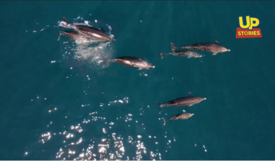 Η επιστροφή των δελφινιών. Εντυπωσιακές εικόνες από το Θεολόγο Φθιώτιδας (drone)