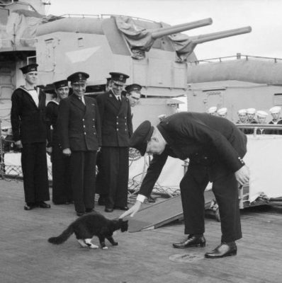 Δύο θρυλικές γάτες που επιβίωσαν σε πολεμικά μέτωπα στον δεύτερο παγκόσμιο πόλεμο. Η μία από ναυάγιο και τους Ιάπωνες και η άλλη από ολοκαύτωμα των γερμανών