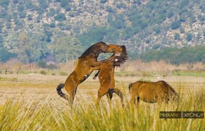 Εντυπωσιακές εικόνες με τα άγρια άλογα που ζουν ελεύθερα στον Λούρο Αιτωλοακαρνανίας. Προέρχονται από την σπάνια φυλή της Πίνδου που “πρωταγωνίστησε” στο Έπος του 40