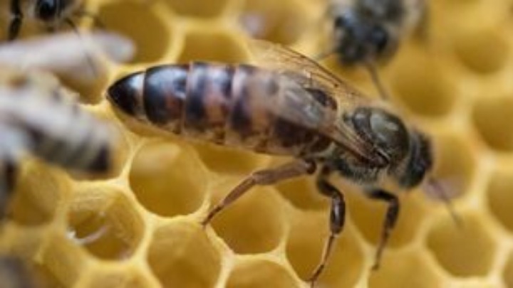 Γιατί η αυξημένη κατανάλωση γάλακτος αμυγδάλου σκοτώνει τις μέλισσες. «Σα να στέλνουμε τις μέλισσες σε πόλεμο»