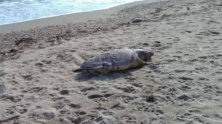 Νεκρή χελώνα καρέτα-καρέτα εντοπίστηκε σε παραλία στη Χαλκιδική. Την παρέλαβε το λιμεναρχείο της παραλίας Ιερισσού