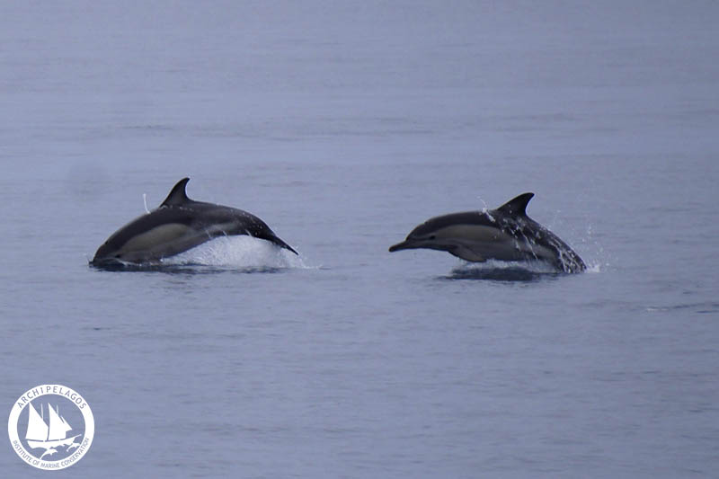 Φυσητήρες, ζιφιοί και τέσσερα είδη δελφινιών επιβιώνουν στο Αιγαίο. Εντυπωσιακή καταγραφή και φωτογραφίες από το Ινστιτούτο Αρχιπέλαγος. Η σημασία της προστασίας τους