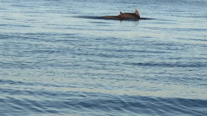 Δύο ζευγάρια μεγαλόσωμων δελφινιών μαγνήτισαν τα βλέμματα στη Θεσσαλονίκη- «Είναι συντροφιά στους κωπηλάτες»