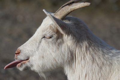 Απίστευτο τροχαίο στη Λάρισα. Κατσίκα εκτινάχθηκε μετά από σύγκρουση με ΙΧ και έπεσε πάνω σε αστυνομικό τραυματίζοντας τον