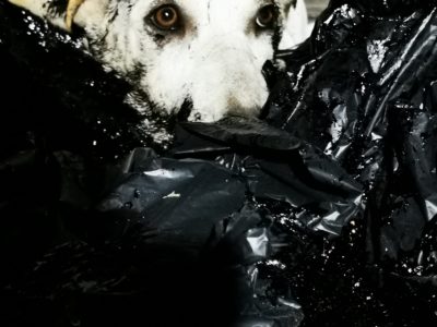 Δύο σκυλιά βρέθηκαν σε κάδο σκουπιδιών στην Πάφο, λουσμένα με πίσσα. Τα έσωσαν εθελοντές – Η απάντηση του δήμου