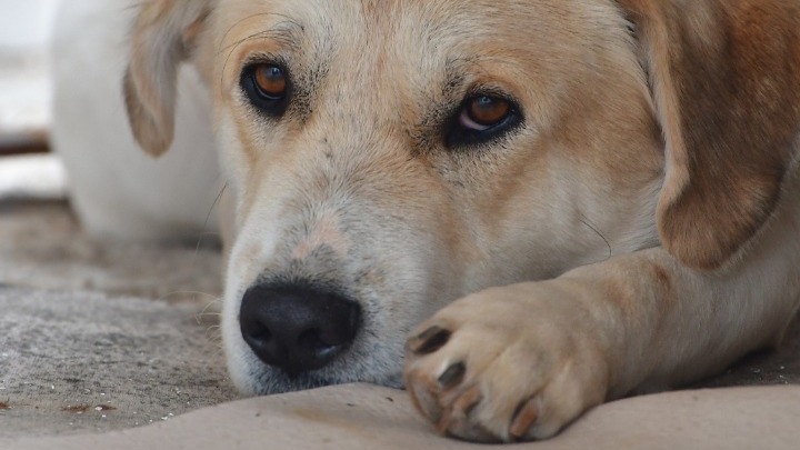 Σκύλοι απορρίφθηκαν από αστυνομική ακαδημία στην Κίνα επειδή δεν δαγκώνουν. Αναζητούνται ανάδοχοι μέσω δημοπρασίας